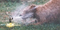 Here's a picture of Barnum with a water sprinkler 