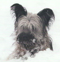 Duncan atop a pile of snow, February 2000