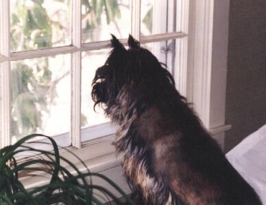 Finnegan at the window