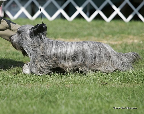 Shadow goes Winner's Dog at 2009 STCA Specialty