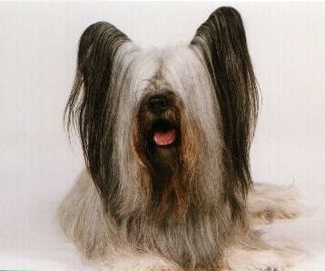 Casey, one of Silverspun's Champion Skye Terriers