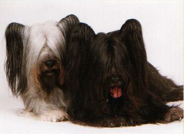 Casey and Spencer, two of Silverspun's Champion Skye Terriers